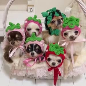 Meet your Posher, Vicky